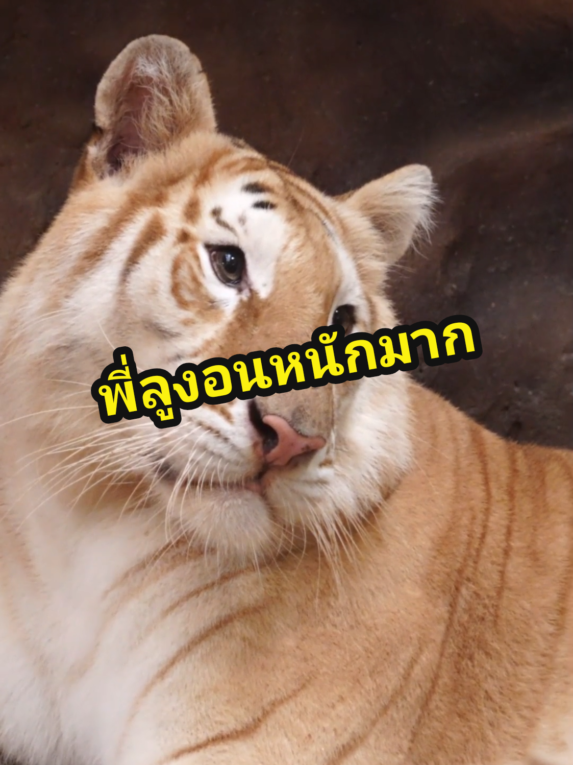 พี่โบว์ต้องง้อแล้วนะ พี่ลูน่า​งอนหนักมากโดนแย่งมะพร้าวไปให้น้องเอวา 🐯 #น้องเอวา #พี่ลูน่า #เสือโคร่งสีทอง #เชียงใหม่ไนท์ซาฟารี #chiangmainightsafari​ 