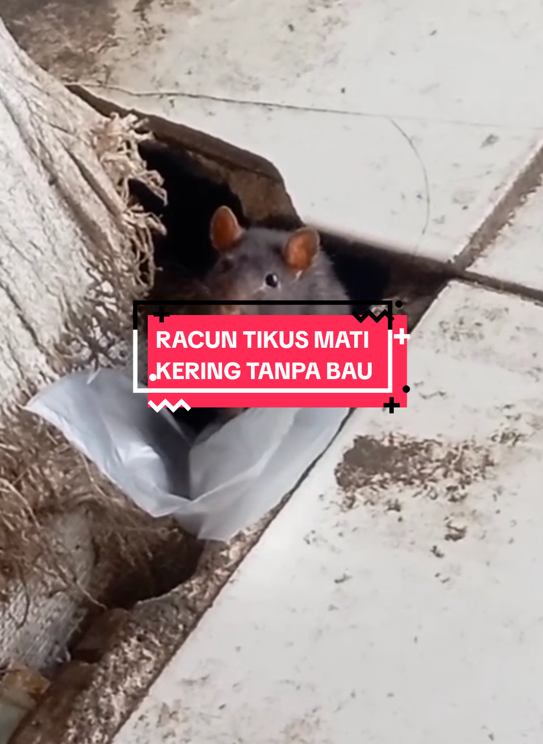Promo racun tikus mati kering tanpa bau #modalkontendoang #racuntikusviral #racuntikusmatikering #ratkiller 
