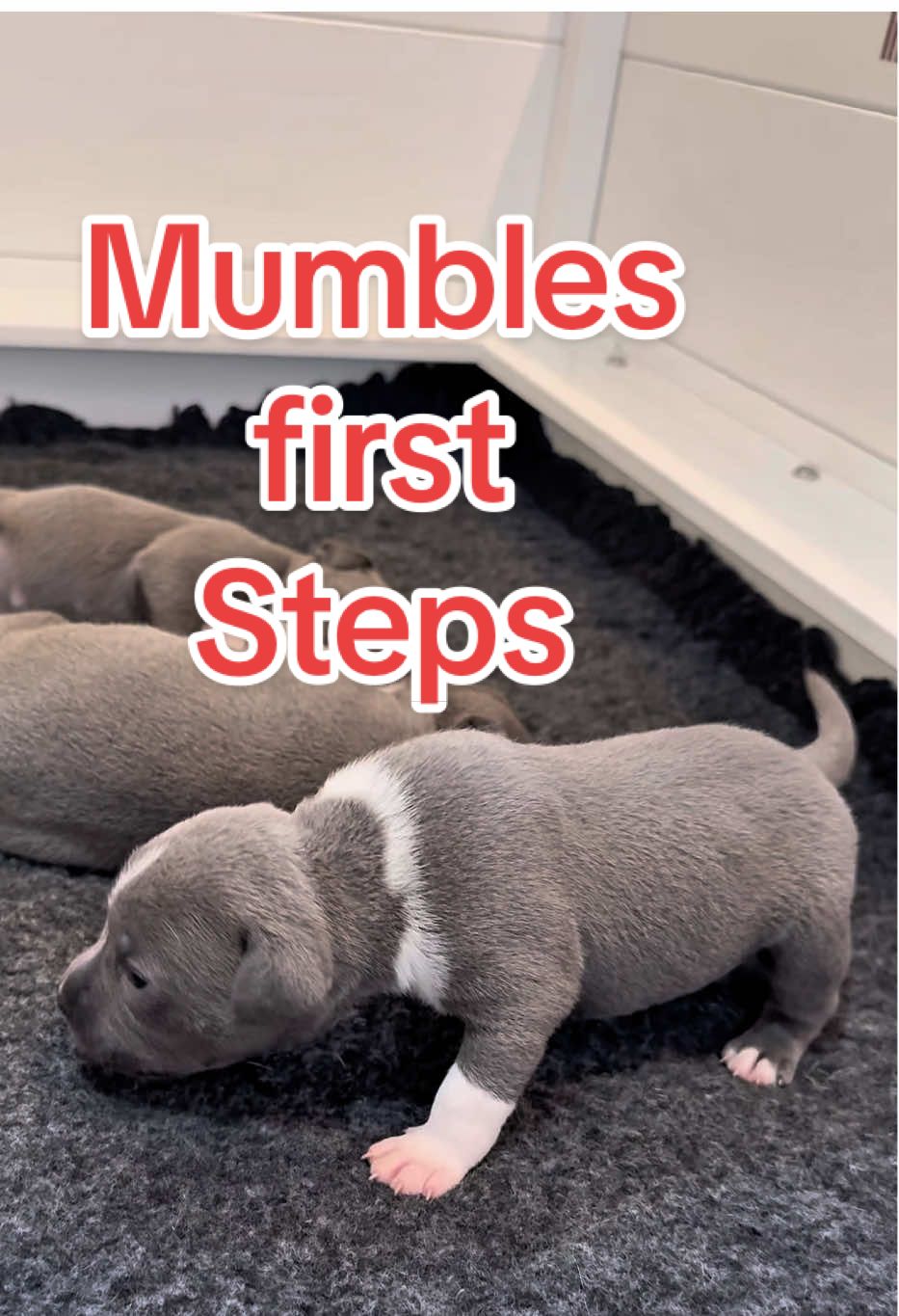 Can we call this Mumbles’ first walk? 🐾🥹 With a little encouragement she stood on all fours and wobbled forward — her very first steps 💙 A proud pawrent moment! 🤗 #Mumbles #BlueStaffy #PuppyFirstSteps #PuppyMilestones #DogTok