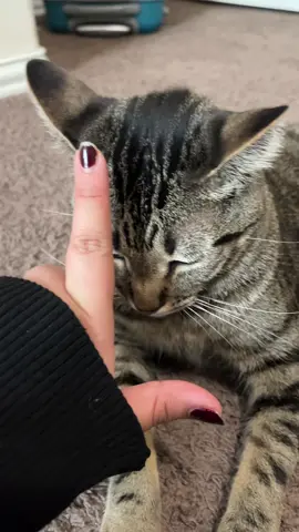 Needless to say he was confused and annoyed. 🐱   #catsoftiktok #cat #