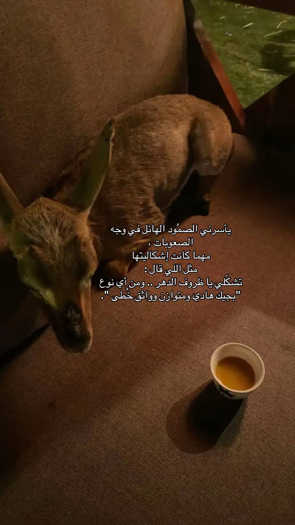 #foryou  #اكسبلور  #fyp 