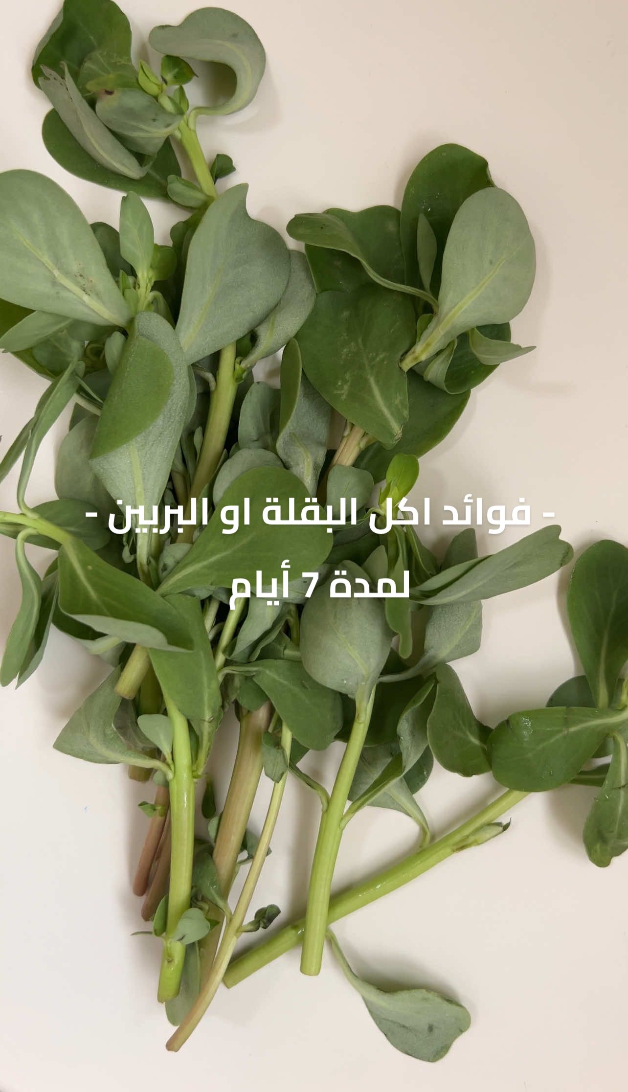 ⁨	فوائد البقلة او الفرفحين او الرجله 🌿⬇️ 📝 اكتبوا لي شلون تاكلوها و شو بتعرفوا عنها ؟  - نبتة البقلة مضادة للالتهابات وتعالجها بشكل سريع.  - تساهم في علاج وطرد الفطريات والبكتيريا.  - تحمي الجلد والبشرة، تقلل من ظهور التجاعيد ومن خطر التهاب لسعات الأفاعي أو النحل وتساعد على التئام الجروح.  - تعمل نبتة البقلة على علاج مشاكل الجهاز الهضمي مثل الإسهال، والبواسير والنزيف الداخلي. - تحافظ على الكلى وتنقيها من السموم عن طريق تناول مشروب مغلي في الصباح. - تساهم في سريان الدم بجميع الشرايين بالجسم بشكل منتظم. - تساعد على تطور نمو الأطفال. إذا استمريتِ تاكلينها بشكل يومي ولمدة ٧ أيام، راح تلاحظين عدة فوائد لأن جسمك يستفيد من تراكم عناصرها الغذائية 💫 #weightlossjourney #صحة #healthyfood #بقلة⁩ #معلومات_صحيه 