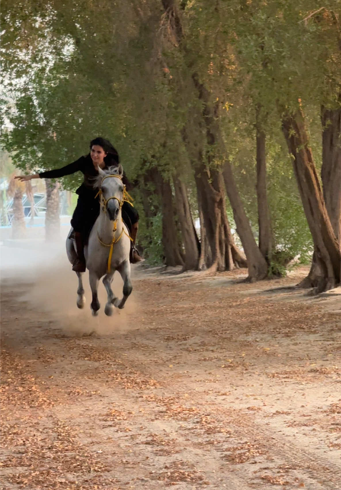امشي بزودج ❤️. #خيل_وخياله🐎 #اكسبلور #fyp 