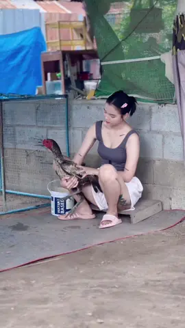 #ไก่ชน #เด็กสุพรรณ #ขึ้นฟีดเถอะ #แม่ลูก2 #เทนร์วันนี้ 