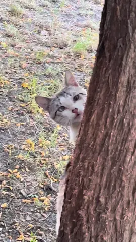 Somebody’s watching me 🙊   #Cat #Food #ДВРЗ #Volunteer #Watching ❤️‍🩹If you would like to support stray cats under my care - head to the link in my bio. 