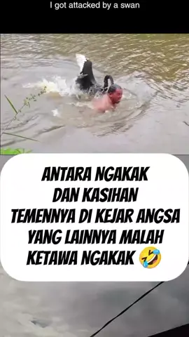 Ketawa nya Nukar 🤣🤣#lucu_ngakak #fypシ゚viral #kocak #hiburan #angsa 