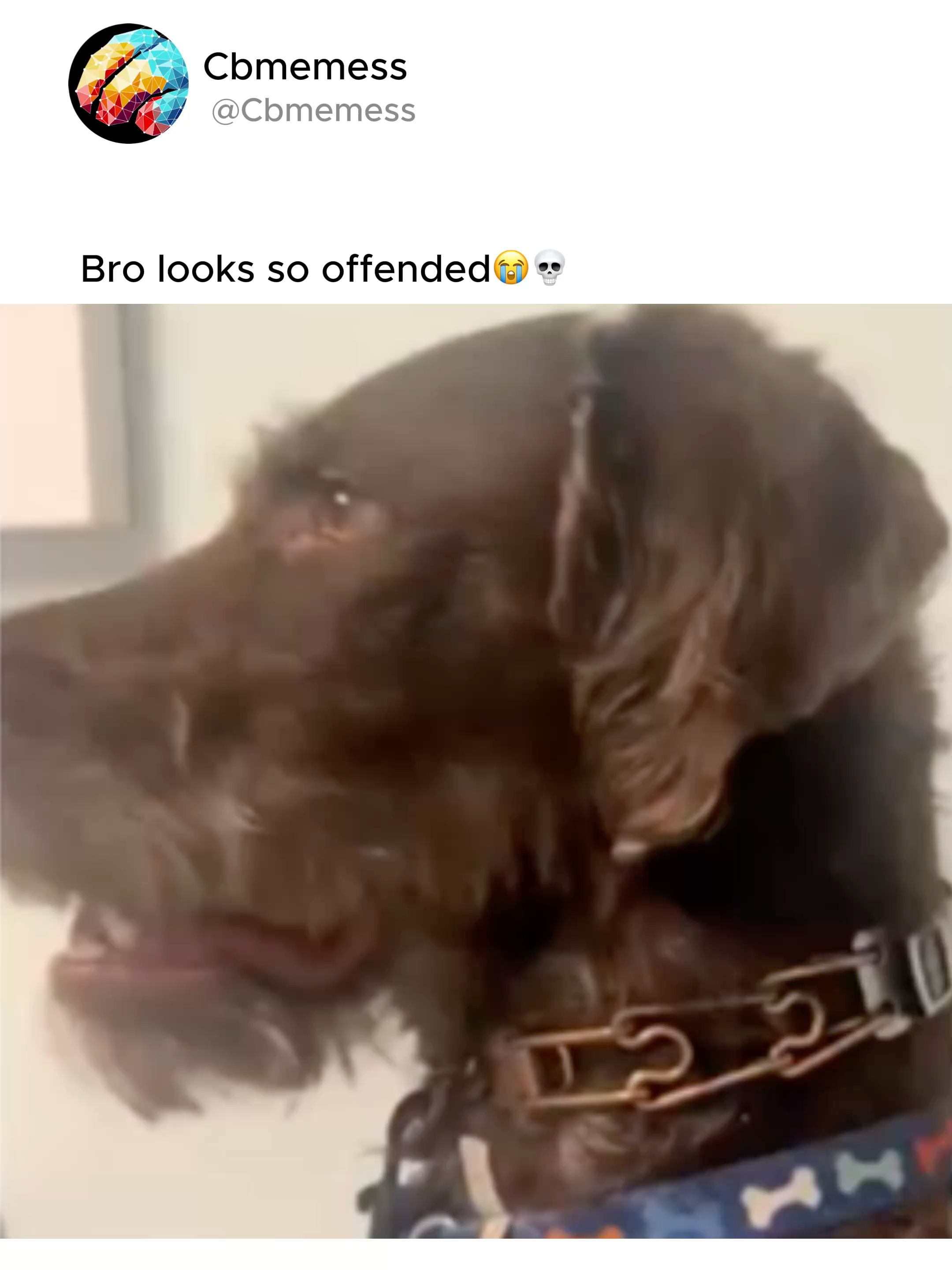 He sees himself as a distinguished gentleman#fyp #viral_video #funnyy #memestiktok #foryoupagе #funnymemes