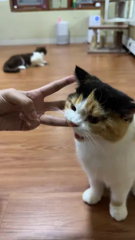 #cat 