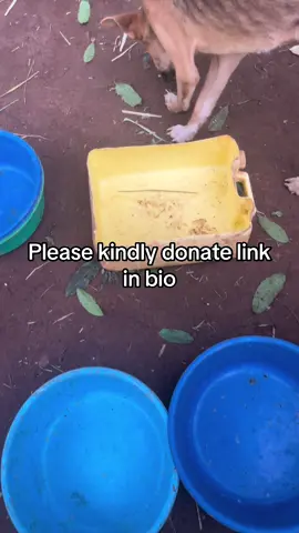 #dogloversfeed #animalslover #doglover 