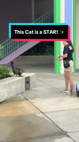 We spotted a Team Member training a cat for Animal Actors on Location! This live show gives guests a glimpse into the world of training animals for film and tv production, using a variety of animals such as birds, dogs, and cats like this little star! • #universalstudios #catsoftiktok #cat #universalorlandoresort #universalstudiosflorida 
