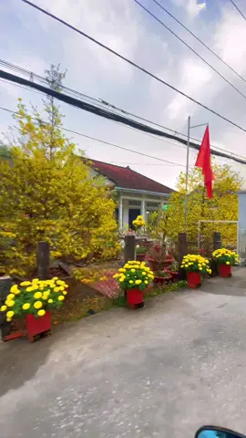 Tết Miền Tây 🎆🧧🌸 #tet #tết #tetvietnam #tetnguyendan2026 #tet2026 