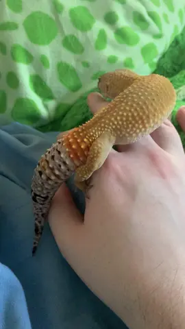 #geckosoftiktok #leopardgecko #PetsOfTikTok #fyp #lizard