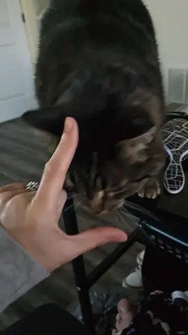 Annoying my cat. 