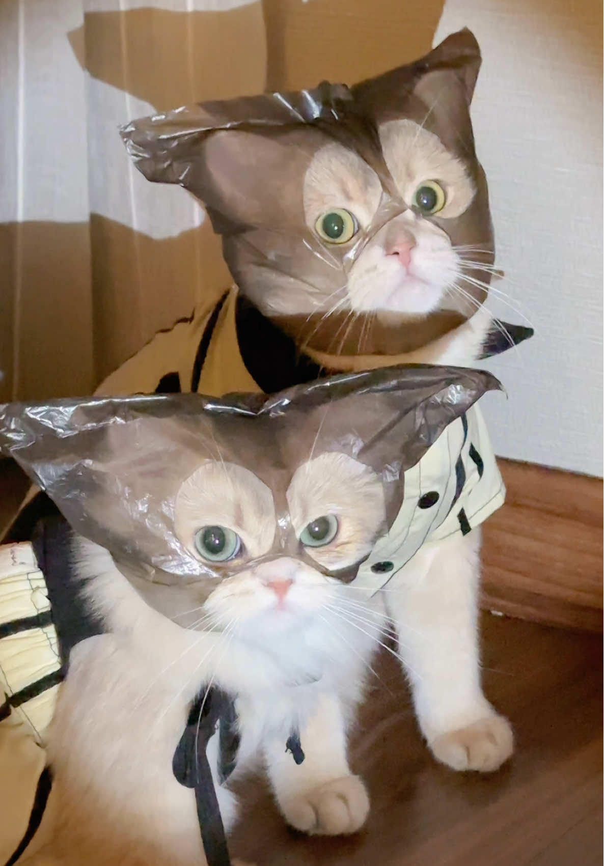 🙀: ADA MALINGCING WOI?! #kucing #kucinglucu #kucingtiktok 