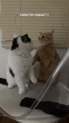 TINJUUU TROSSS sumpah seru bgt pertandingannya :))))))) MAMA JD WASITTTT #fyp #catlovers #trendingtiktok #fypシ #dailydose #cattok #catsoftiktok #bshkitten #kucingtiktoklucu #kucingtiktok #munchkincat #kucingtiktokfyp #cattokers #kucingoren #kucingviral #kucinglucu 