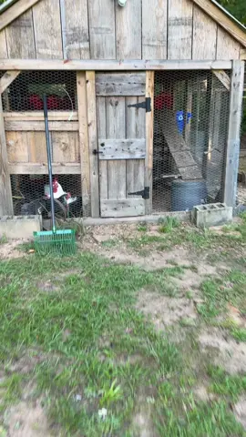 Meet Oreo. #contentcreator #foryoupage #fyp #chickensoftiktok #farmhouse #chickensoftiktok #chickeneggs #homesteading 