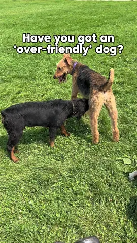 Looks odd, but it’s just puppy manners 🐾 - a normal way dogs greet and learn about each other. . #DogTraining #dogtrainingtips #dogtrainingadvice #doglover #dogpsychology #reactivedog #puppytraining #dog #dogbehavior #dogpsychology #dogpack #reactivedog #aggressivedog #viral