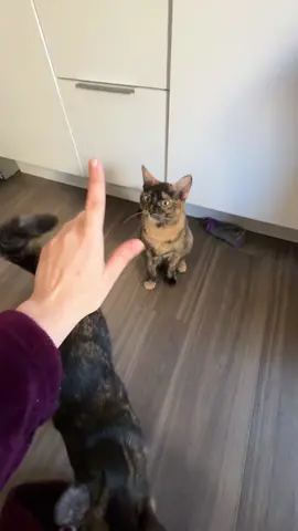CARAMEL WAS SUPER FOCUSED IN ON WHAT I WAS TELLING HER 