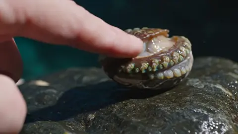 #ai #fyp #asmr #asmrsounds #asmrvideo #asmrtiktoks #abalone #aiasmr #nature 