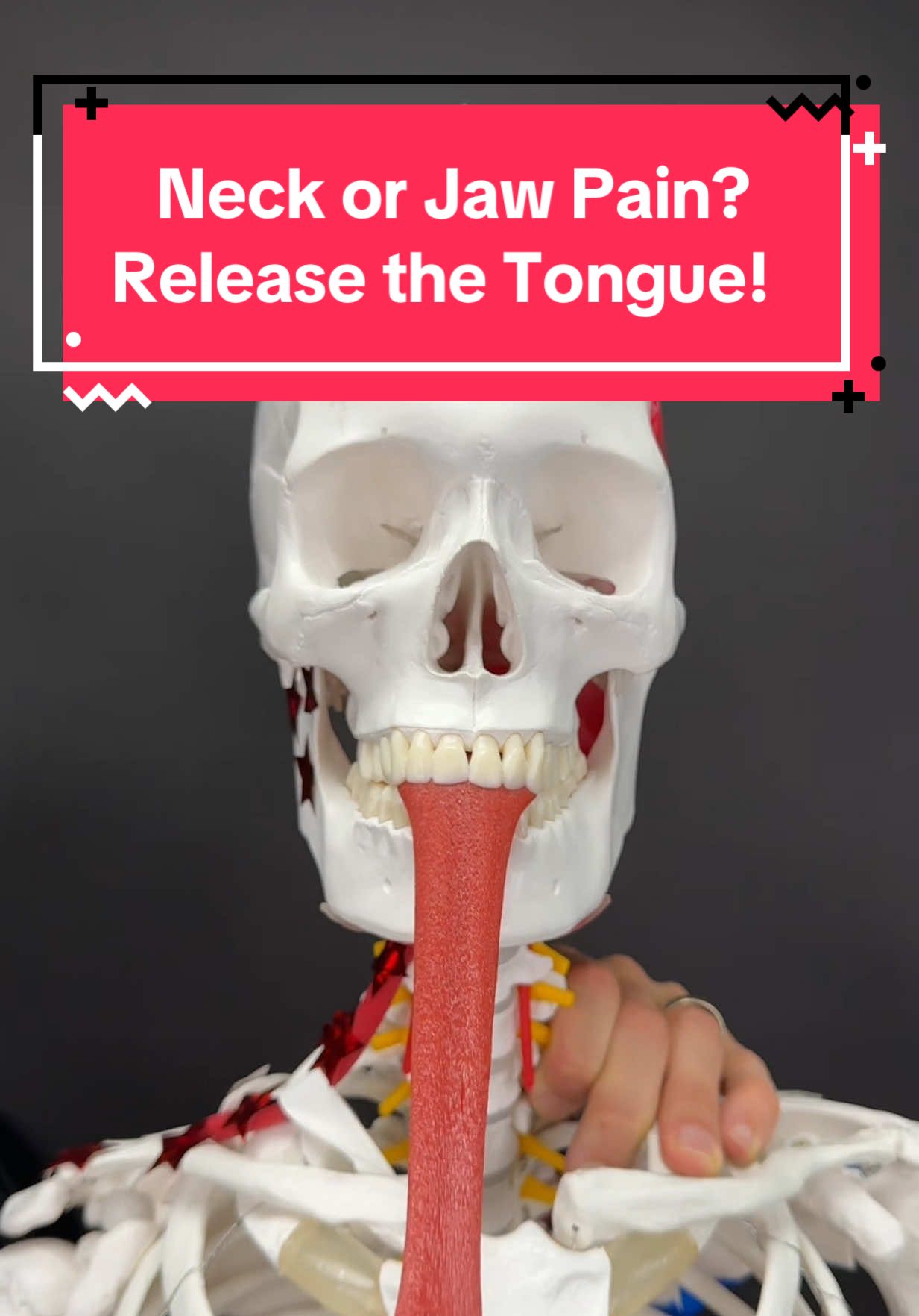 Do you experience Jaw Pain maybe it feels like your tongue or throat or just tight? And does the pain even radiate down to your neck or shoulder? Well, there’s a muscle that connects all of it and it’s called the Omohyoid. This muscle goes from the shoulder blade through a fascial sling and up to the hyoid bone, making it one of the most important connections in the region. So when the muscle is tight, it can pull the shoulder blade forward and up, and it can pull the hyoid bone down. The hyoid bone has direct connection to the floor of the mouth and the tongue so we can really create a mess. In this video, I show you a simple stretch to release the muscle on one side and don’t forget to do it on the other side. You can either do a longer stretch for a hold or once you’re in the stretch position, you can take several deep breaths, and then relax and complete several rounds of this. Give it a try! #tmj #tmd #neckpain #neckpainrelief #tmjdisorder      