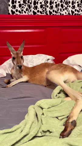 Slim Shady ❤️ He’s 4yrs old and has slept in bed with me since he was a little Joey. #slimshady #kangaroo #theydeservelovetoo  #viralvideo #happyanimals 