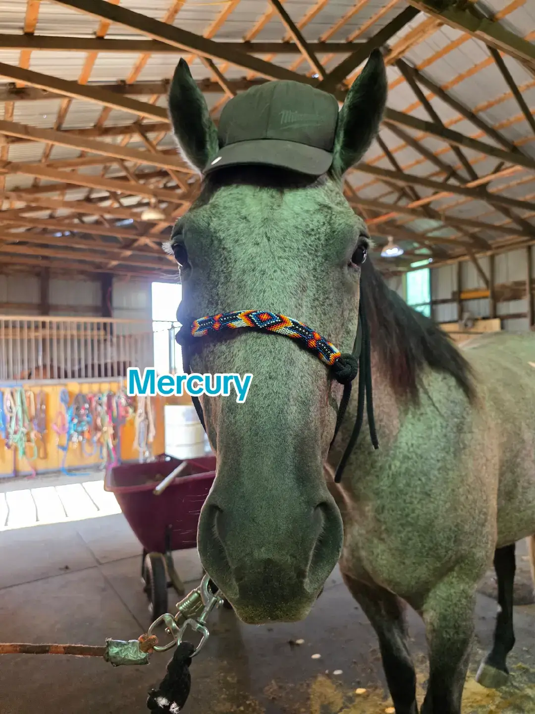 We have a LOT of animals here at Storm Creek. Nearly all of them came out of a desperate situation and have found a home here. We currently have 12 dogs, 14 cats, a Ball Python, a Macaw, 2 donkeys, 4 ponies, 2 potbelly pigs, a big pig, an assortment of chickens, and a herd of 8 goats along with nearly 40 horses. This is just a small fraction of who lives here! Lmk if you want to see more!