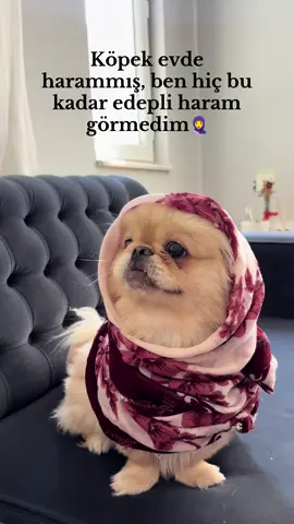 Video karşılığı ödül maması bekliyor😂🧕#pekinez  #pekinezlove #keşfet #antalya #girememocennetinee 
