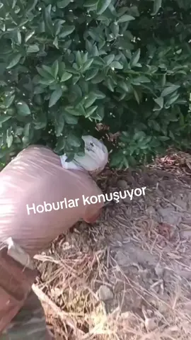 Hobur nasıl olur görün