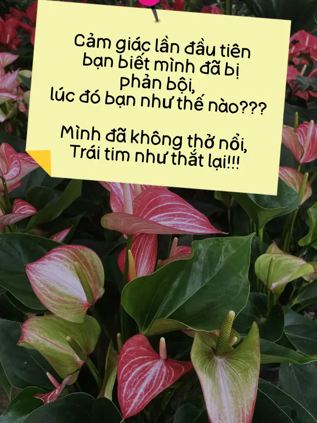 Có lẽ đó là cảm giác không ai muốn đón nhận!  Nhưng trong tình yêu đau đớn luôn tồn tại với ngọt ngào!  #tìnhyêu  #chungthuy  #trạmcảmxúc  #trạmcảmxúc 