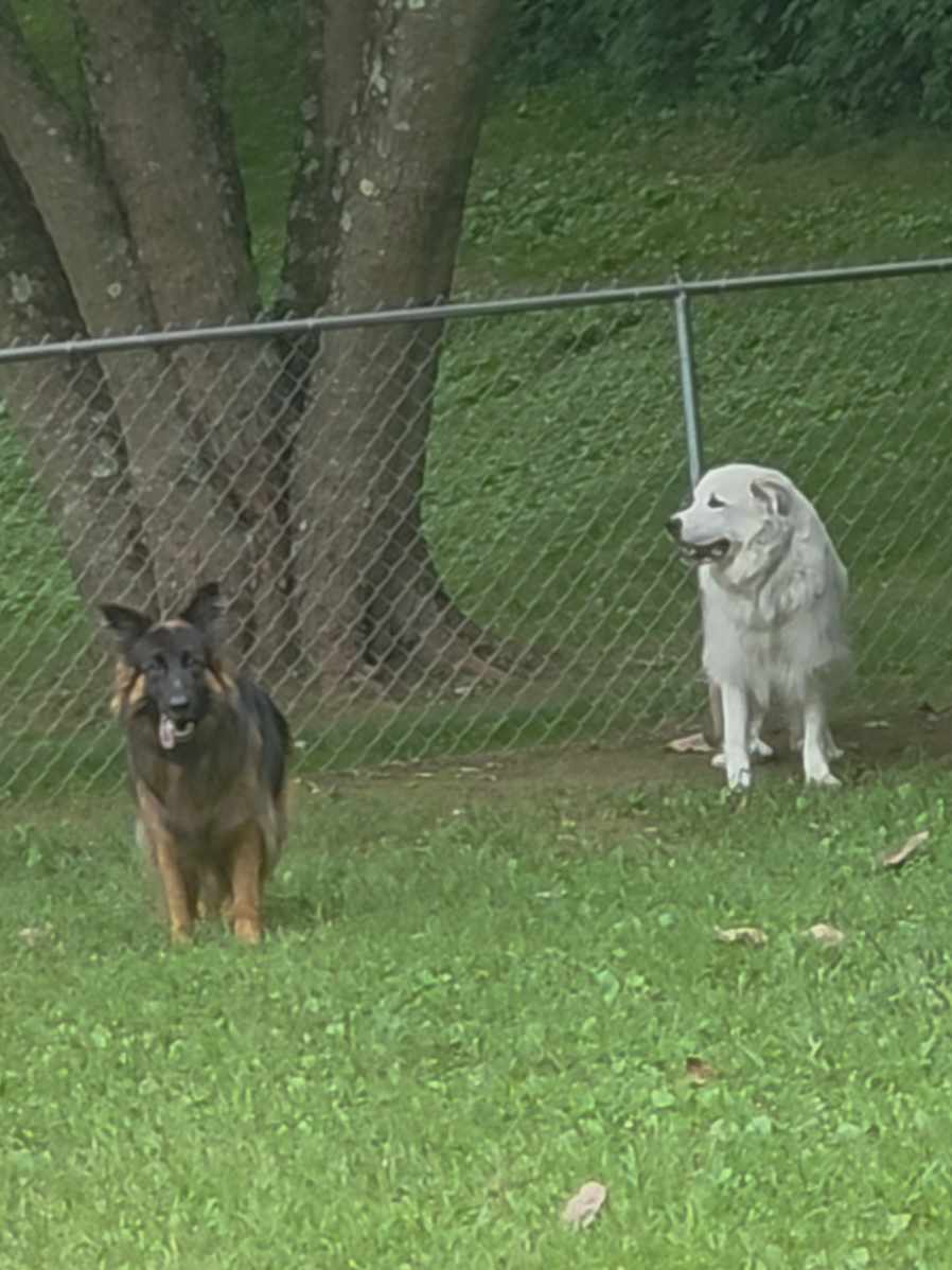 Crazy how the two ended up almost exactly where they were when the video started by the end of it. 😅 #dog #dogs #dogtok #gsd #greatpyrenees 