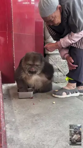 #xingxing #monkey #animals #cute #lovely 