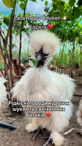 #кури #курица #циплята #ципленок 