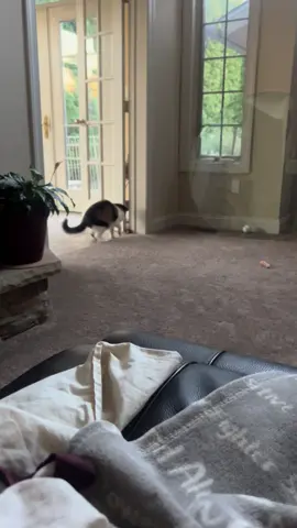 #tiktokscenestealercontest  Khloe nringing momma a friend#catsoftiktok #mouser #snacks 