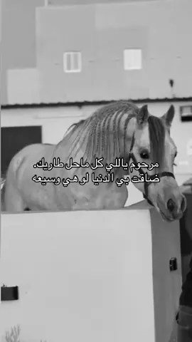 #خيل_وخياله🐎 #viral #fyp #اقتباسات #اكسبلورexplore 