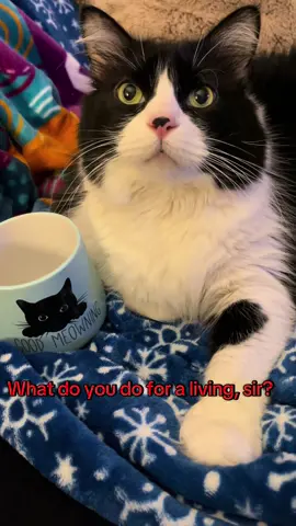 #catlife #cattok #catsoftiktok #raynesworld🌎 
