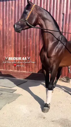 #ماشاءالله_تبارك_الله #خيول_عربية_اصيلة #خياله🐎🐎 #🧿🧿 #fyp 
