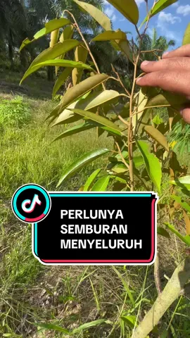 Bila buat semburan, kena menyeluruh. Atas dan bawah. Serangga perosak suka sembunyi bawah daun dan celah2 ranting. #kebun #durian #fyppppppppppppppppppppppp 