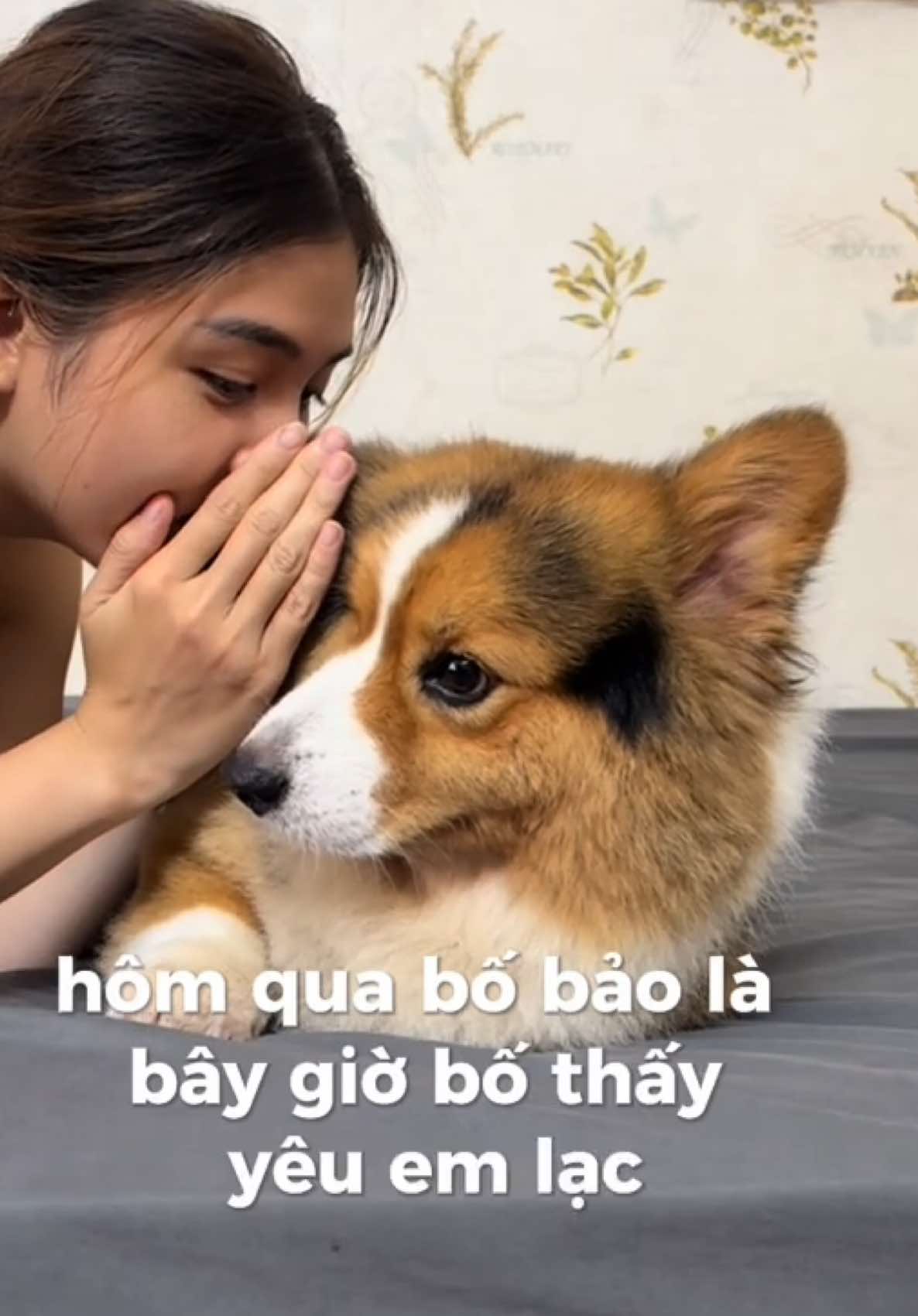 Ra đây mẹ kể cho cái này…. 🤧🤧 #gauiuoilaiu🐻 #xh #fypシ #dogsoftiktok #corgi #viral #ff #cutie 