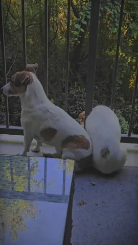 Life with two Jack Russells = nonstop chaos & cuddles. Double the zoomies, double the love!  #JackRussell #JackRussellTerrier #DogsofTikTok #FunnyDogs #DogVideos 