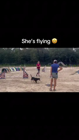 Puppy kelpie agility #dogsoftiktok ###australiankelpie##herdingdogsoftiktok##agilitydogsoftiktok