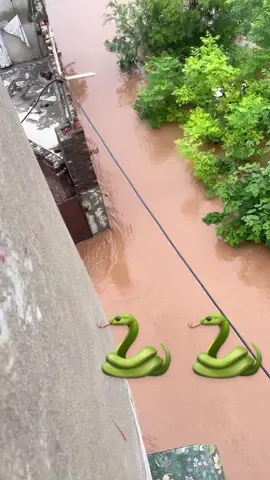 #snake 🐍 #2025 #flood 