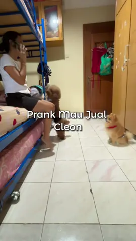 Cleon kan bukan anjing murahan cece 🤣 #cleonandthepoodles #dogtrend #anjing #anjinglucu 