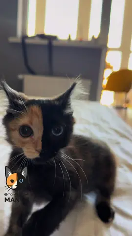 #мантис #химера #котенокпоименигав #котгамлет #котикизахватчики 