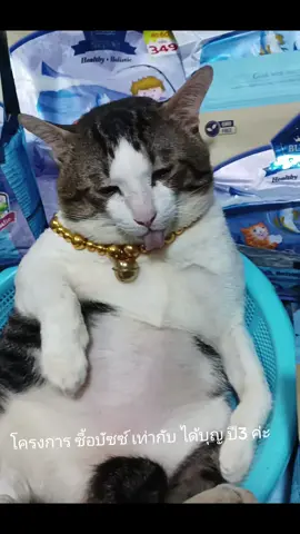บริษัท ออสแทม กู๊ดส์ จำกัด แบรนด์อาหาร BUZZ Pets Food ร่วมบริจาคอาหารแมว Buzz Netura Protein X เกรด Holistic Grianfree ขนาด 1 กก. จำนวน 360 ถุง รวมมูลค่า 125,640 บาท