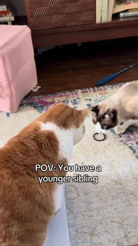 I get no peace and quiet around here thanks to @Roscoe | Snowshoe Kitten #cats #cattok #siblingsbelike #funnycat 