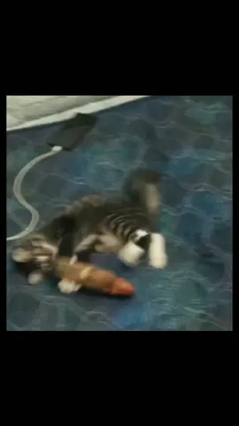 #fypkucing 
