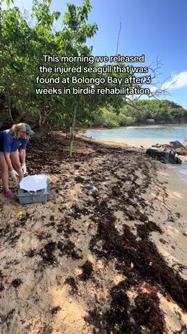 Replying to @Bragbarf a special moment this morning watching the sick laughing gull found by a guest earlier this month get re-released in full health back at Bolongo Bay to rejoin his flock on the jetty! Another successful rescue! If you love this type of stuff, consider donating to CWORI.org! #animalrescue #traveltok #wildliferescue #animalsoftiktok #stthomas 