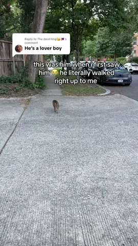 Replying to @The devil ling😘🇵🇭 still thinking about this cat 😭😭😭 #cat #catsoftiktok #catlover 