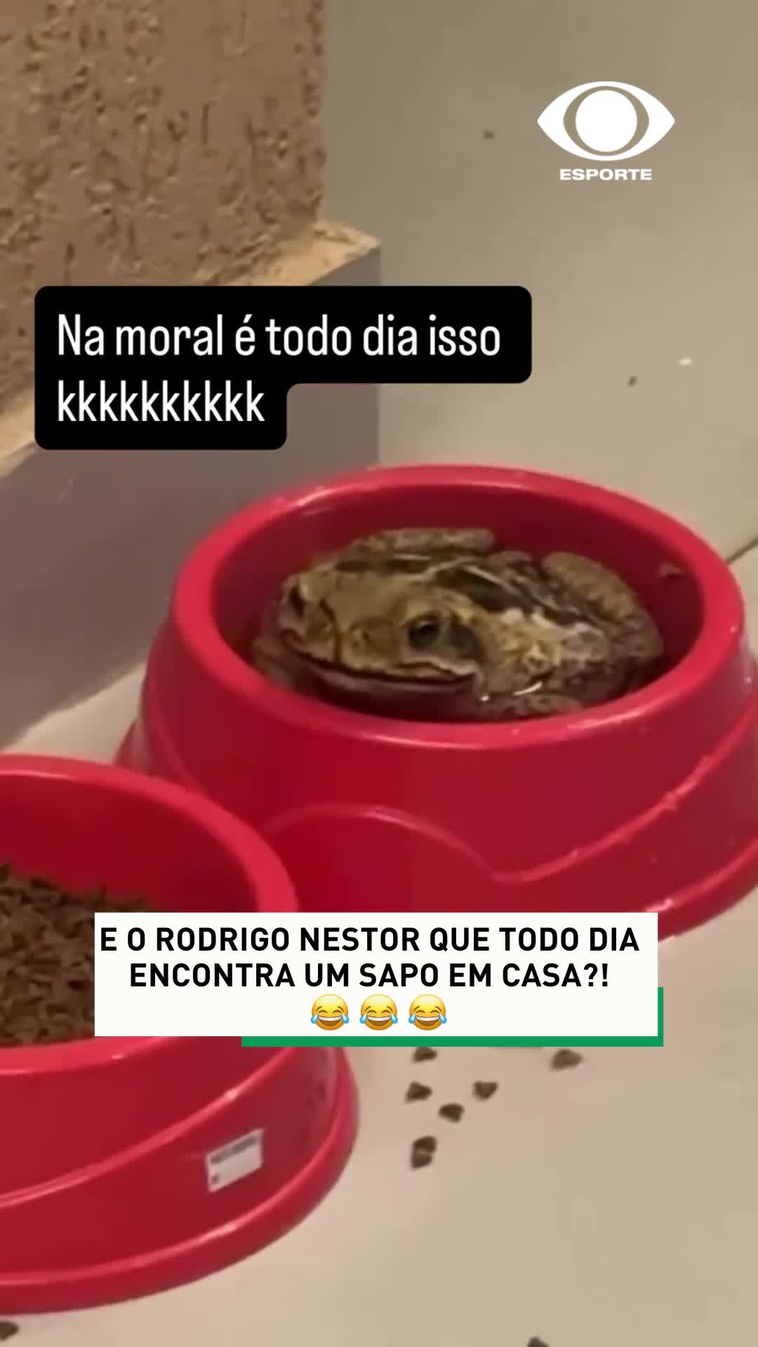 Não tá fácil para o Rodrigo Nestor 😂🐸 Meia publicou nas redes sociais, que todos os dias ele tem encontrado um sapo em sua casa. Crédito: Rodrigo Nestor #EsporteNaBand