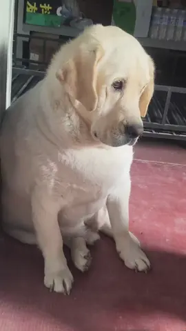 Nói mập là giựn 😂#petcute #đángyêu #dethuong #khoanhkhacdangyeu #chó 
